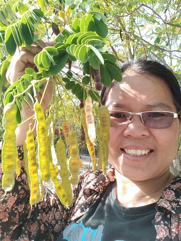 ขายเมล็ดพร้อมเพาะ ทรงบาดาล | เมล็ดพันธุ์ดี เกษตรวิถีไทย - เมืองระยอง ระยอง