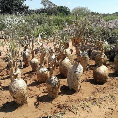 Adenium swazicum