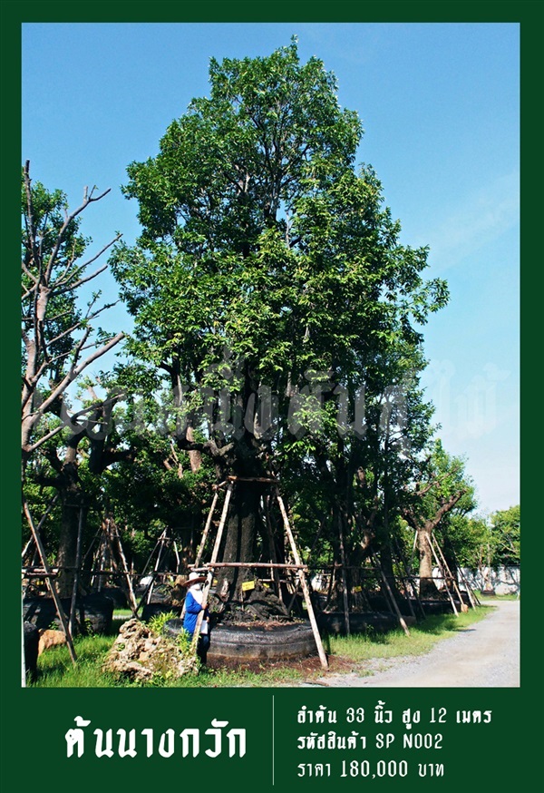 ต้นนางกวัก NO.002 | สวนเป็นหนึ่งพันธุ์ไม้ - วัฒนา กรุงเทพมหานคร