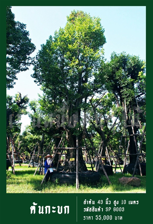 ต้นกะบก NO.003 | สวนเป็นหนึ่งพันธุ์ไม้ - วัฒนา กรุงเทพมหานคร