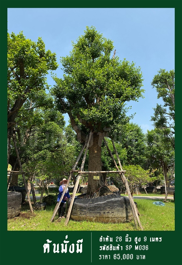 ต้นมั่งมี NO.036 | สวนเป็นหนึ่งพันธุ์ไม้ - วัฒนา กรุงเทพมหานคร