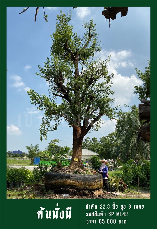 ต้นมั่งมี NO.142 | สวนเป็นหนึ่งพันธุ์ไม้ - วัฒนา กรุงเทพมหานคร
