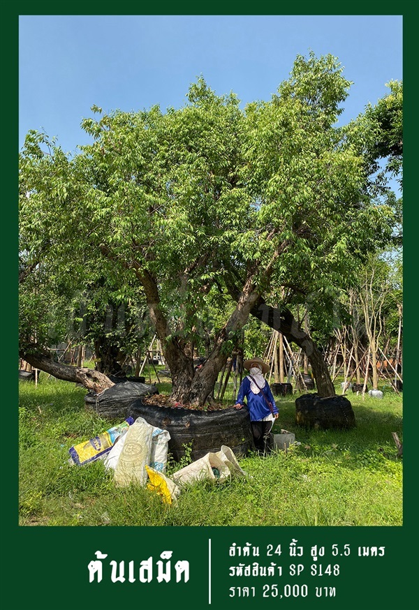 ต้นเสม็ด NO.148 | สวนเป็นหนึ่งพันธุ์ไม้ - วัฒนา กรุงเทพมหานคร