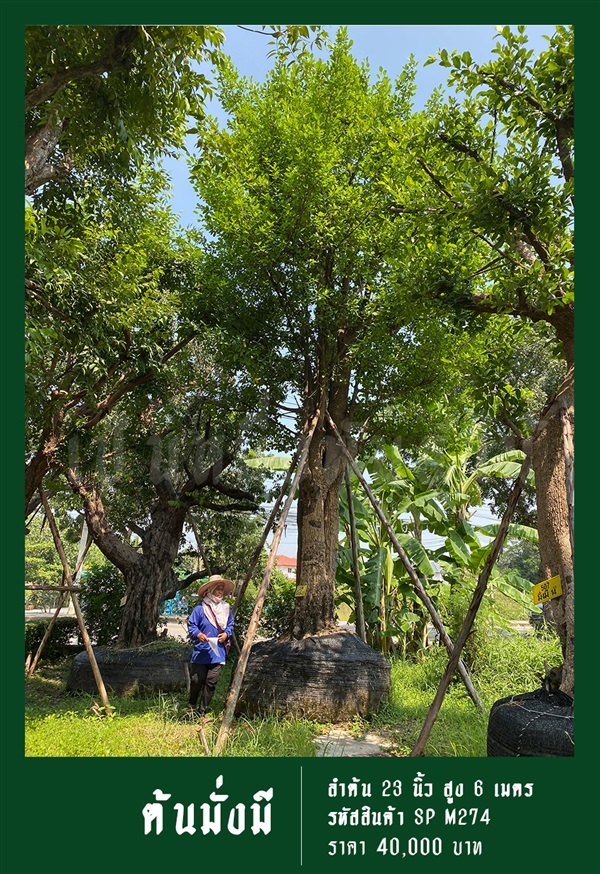 ต้นมั่งมี NO.274 | สวนเป็นหนึ่งพันธุ์ไม้ - วัฒนา กรุงเทพมหานคร
