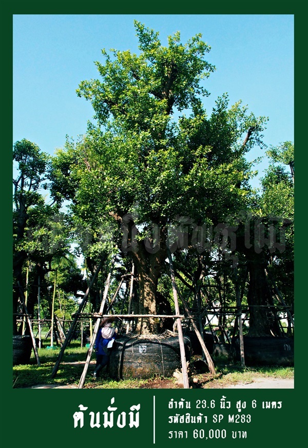 ต้นมั่งมี NO.283 | สวนเป็นหนึ่งพันธุ์ไม้ - วัฒนา กรุงเทพมหานคร