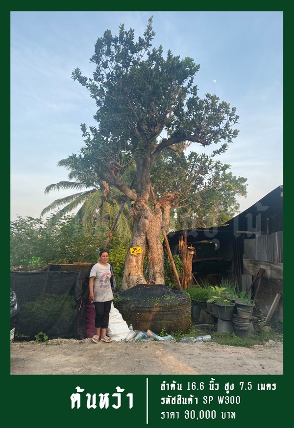 ต้นหว้า NO.300 | สวนเป็นหนึ่งพันธุ์ไม้ - วัฒนา กรุงเทพมหานคร
