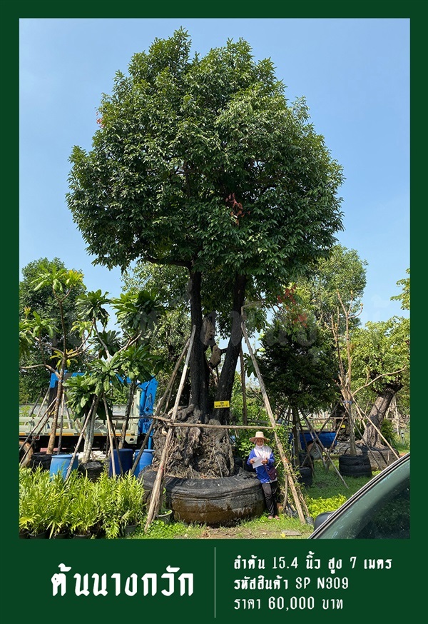ต้นนางกวัก NO.309 | สวนเป็นหนึ่งพันธุ์ไม้ - วัฒนา กรุงเทพมหานคร