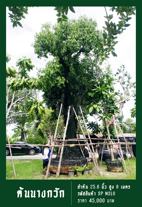 ต้นนางกวัก NO.310 | สวนเป็นหนึ่งพันธุ์ไม้ - วัฒนา กรุงเทพมหานคร