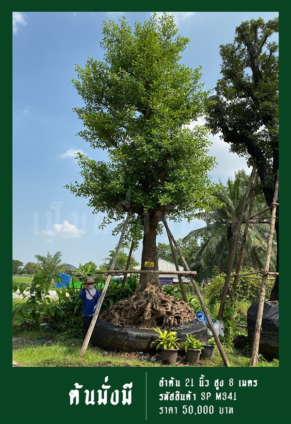 ต้นมั่งมี NO.341 | สวนเป็นหนึ่งพันธุ์ไม้ - วัฒนา กรุงเทพมหานคร