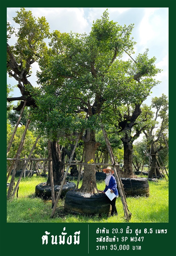 ต้นมั่งมี NO.347 | สวนเป็นหนึ่งพันธุ์ไม้ - วัฒนา กรุงเทพมหานคร