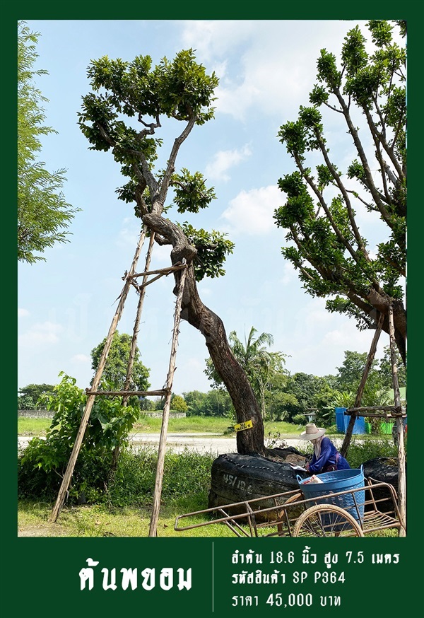 ต้นพยอม NO.364 | สวนเป็นหนึ่งพันธุ์ไม้ - วัฒนา กรุงเทพมหานคร