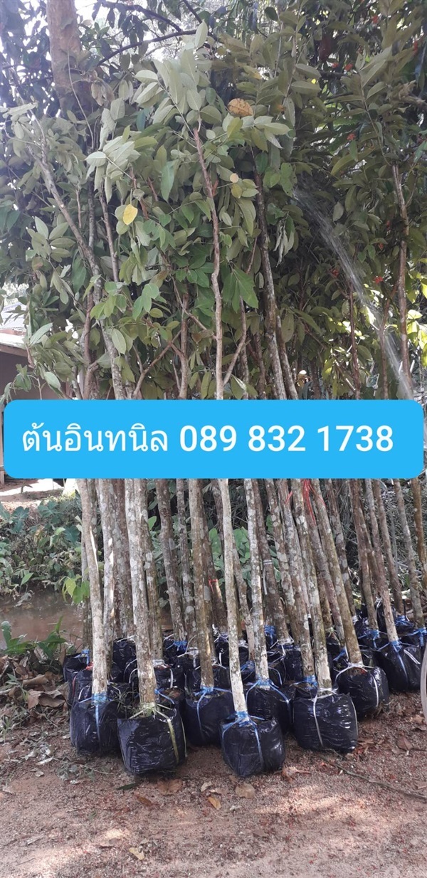 ต้นอินทนิล | โชค พันธุ์ไม้ - เมืองปราจีนบุรี ปราจีนบุรี