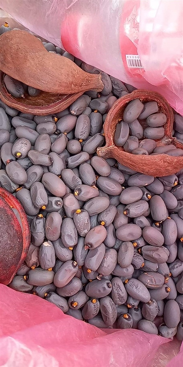 ขายเมล็ดสำโรง เปลือกต้น เปลือกหุ้มเมล็ด ใบสดตากแห้ง | เมล็ดพันธุ์ดี เกษตรวิถีไทย - เมืองระยอง ระยอง