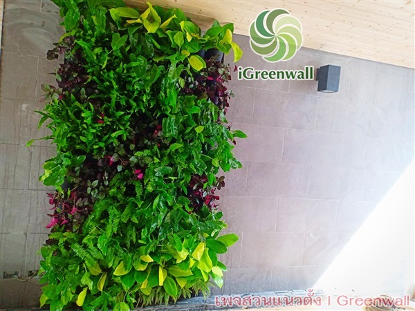 สวนแนวตั้งiGreenwall