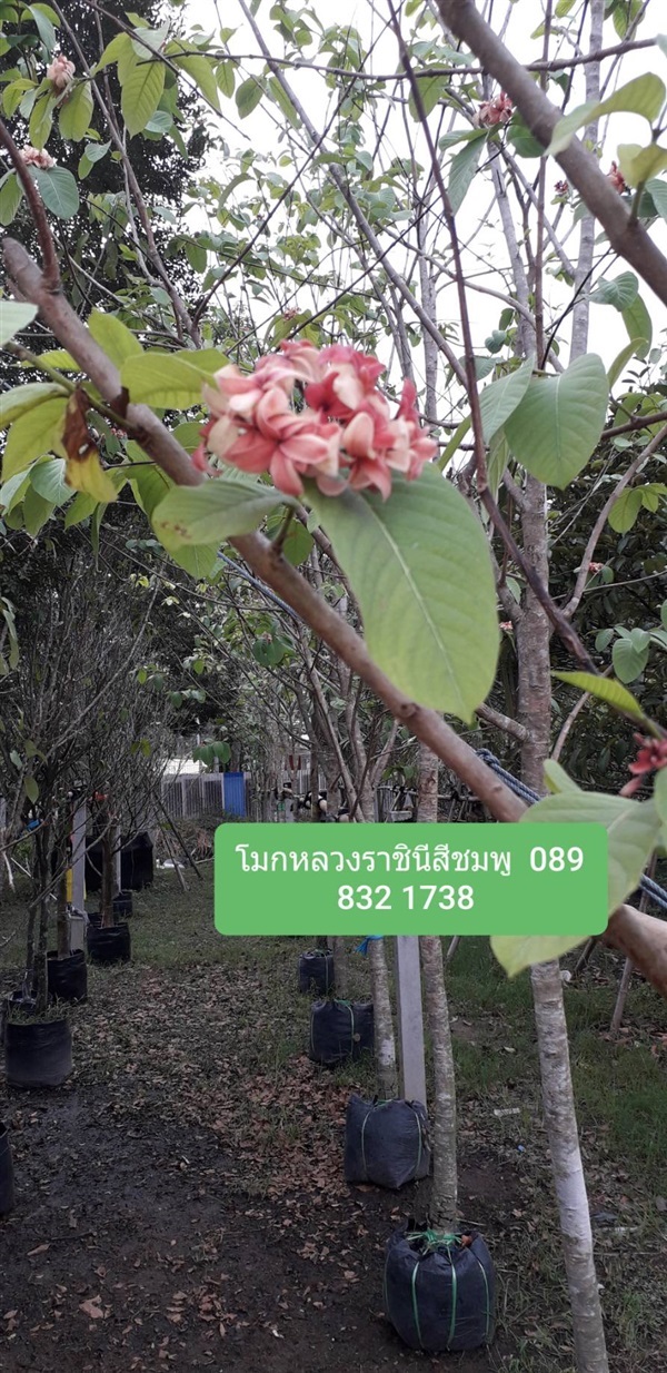 โมกหลวงราชินีสีชมพู | โชค พันธุ์ไม้ - เมืองปราจีนบุรี ปราจีนบุรี