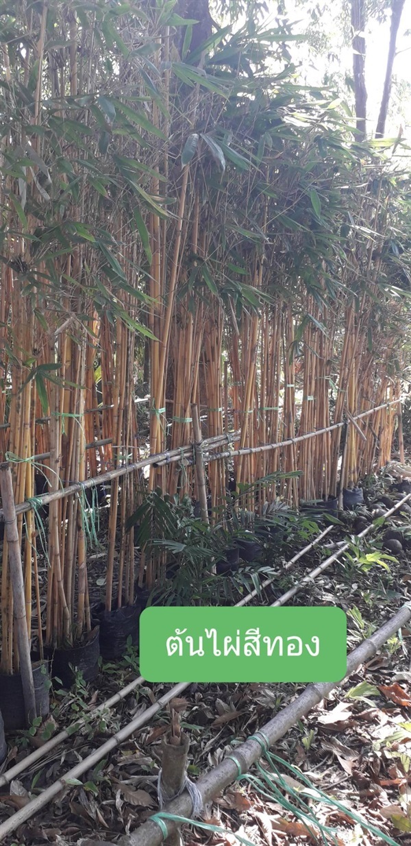 ต้นไผ่สีทอง | โชค พันธุ์ไม้ - เมืองปราจีนบุรี ปราจีนบุรี
