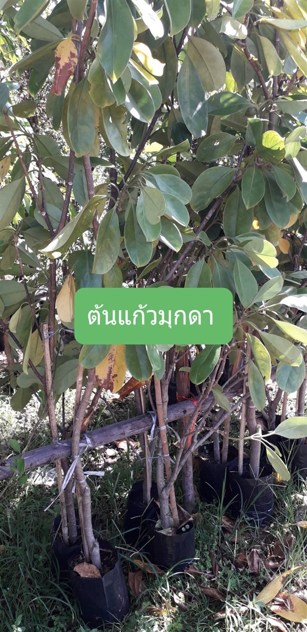 ต้นแก้วมุกดา | โชค พันธุ์ไม้ - เมืองปราจีนบุรี ปราจีนบุรี