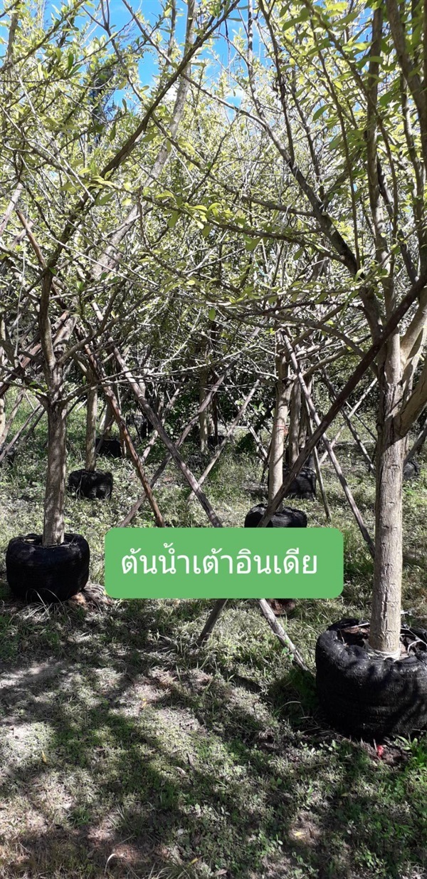 ต้นน้ำเต้าอินเดีย | โชค พันธุ์ไม้ - เมืองปราจีนบุรี ปราจีนบุรี