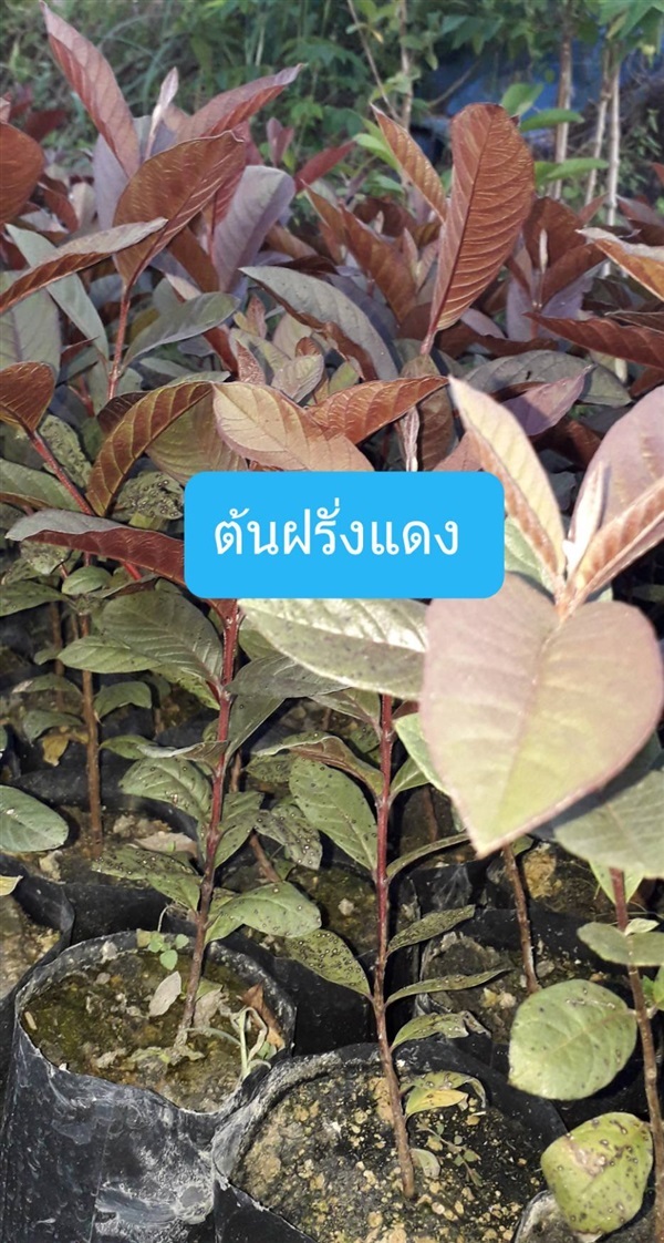 ต้นฝรั่งแดง | โชค พันธุ์ไม้ - เมืองปราจีนบุรี ปราจีนบุรี