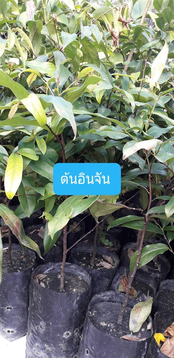 ต้นอินจัน | โชค พันธุ์ไม้ - เมืองปราจีนบุรี ปราจีนบุรี