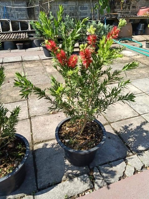 ต้นแปรงล้างขวดสีแดง - Red melaleuca viminalis (กทม)  | Kiattisak Pailay - บางกอกน้อย กรุงเทพมหานคร