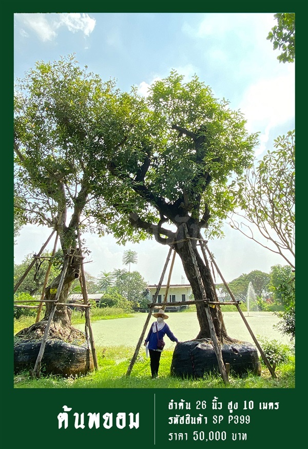 ต้นพยอม NO.399 | สวนเป็นหนึ่งพันธุ์ไม้ - วัฒนา กรุงเทพมหานคร