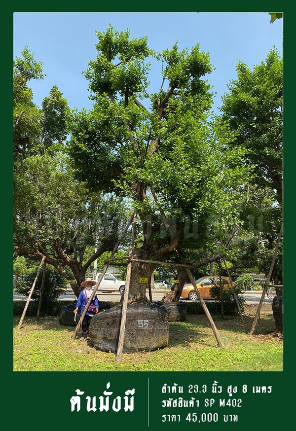 ต้นมั่งมี NO.402 | สวนเป็นหนึ่งพันธุ์ไม้ - วัฒนา กรุงเทพมหานคร