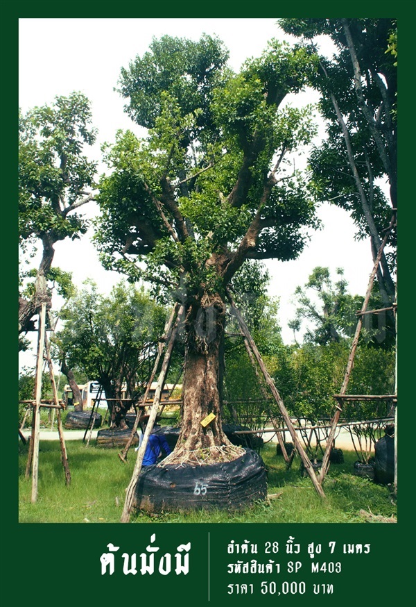 ต้นมั่งมี NO.403 | สวนเป็นหนึ่งพันธุ์ไม้ - วัฒนา กรุงเทพมหานคร
