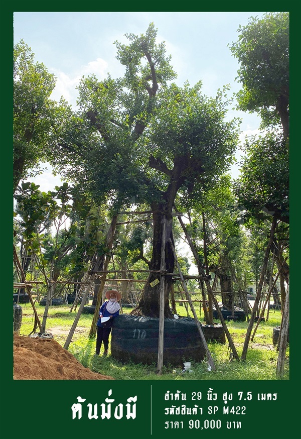 ต้นมั่งมี NO.422 | สวนเป็นหนึ่งพันธุ์ไม้ - วัฒนา กรุงเทพมหานคร