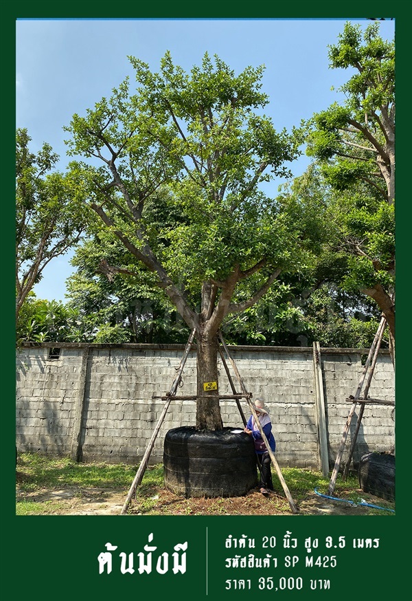 ต้นมั่งมี NO.425 | สวนเป็นหนึ่งพันธุ์ไม้ - วัฒนา กรุงเทพมหานคร