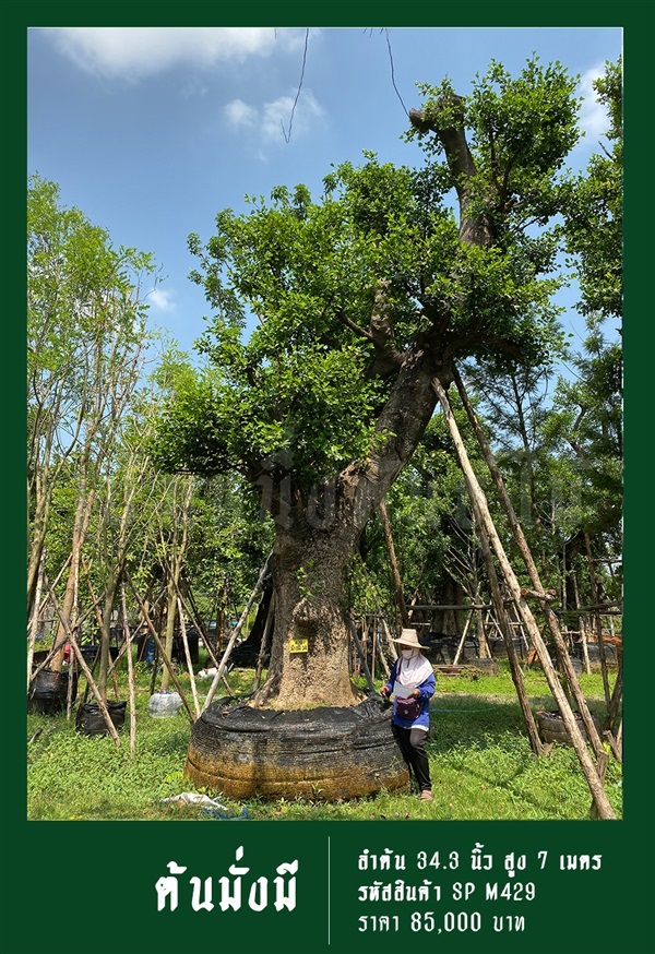 ต้นมั่งมี NO.429 | สวนเป็นหนึ่งพันธุ์ไม้ - วัฒนา กรุงเทพมหานคร