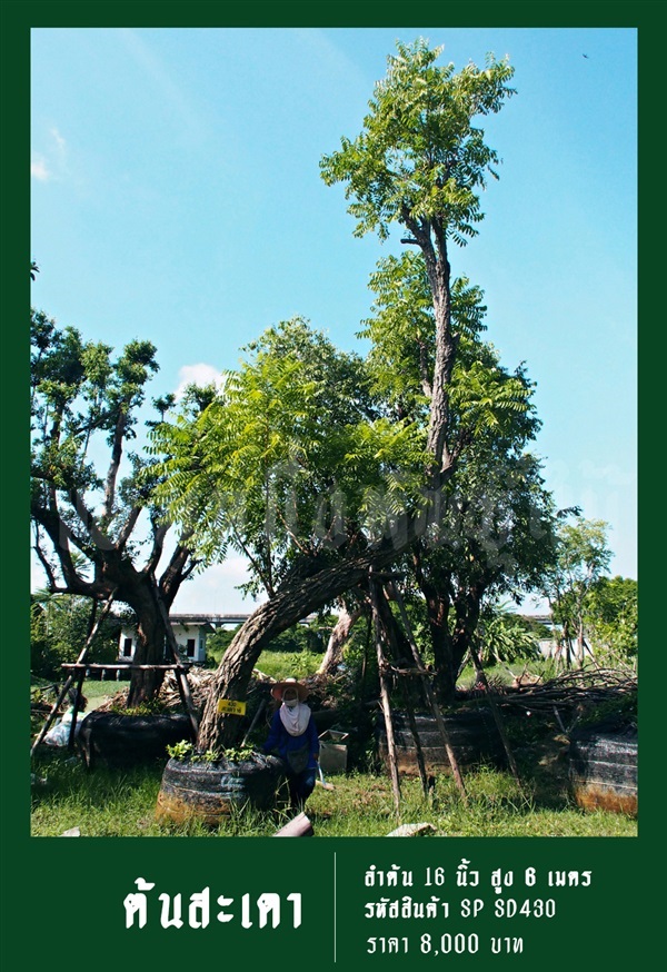 ต้นสะเดา NO.430 | สวนเป็นหนึ่งพันธุ์ไม้ - วัฒนา กรุงเทพมหานคร
