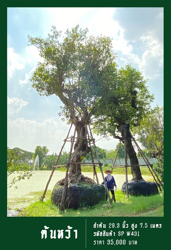 ต้นหว้า NO.431 | สวนเป็นหนึ่งพันธุ์ไม้ - วัฒนา กรุงเทพมหานคร