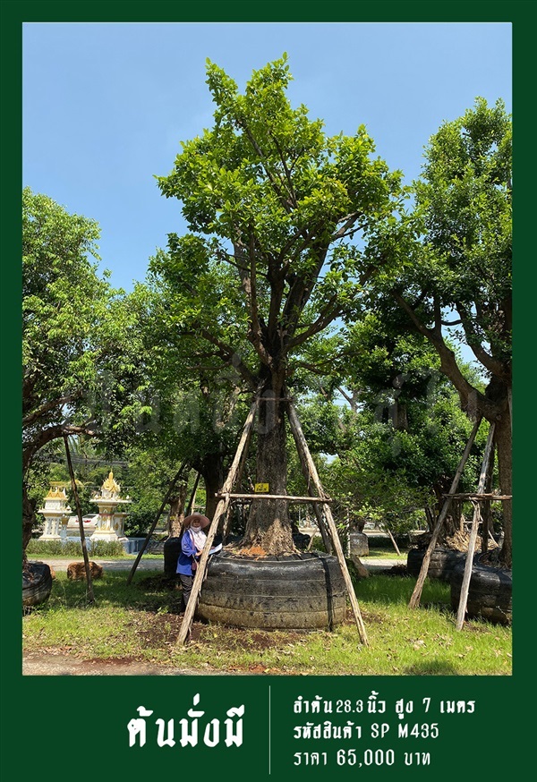 ต้นมั่งมี NO.435 | สวนเป็นหนึ่งพันธุ์ไม้ - วัฒนา กรุงเทพมหานคร