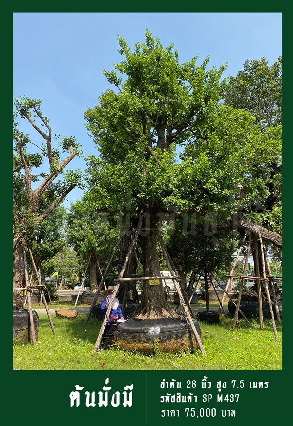 ต้นมั่งมี NO.437 | สวนเป็นหนึ่งพันธุ์ไม้ - วัฒนา กรุงเทพมหานคร