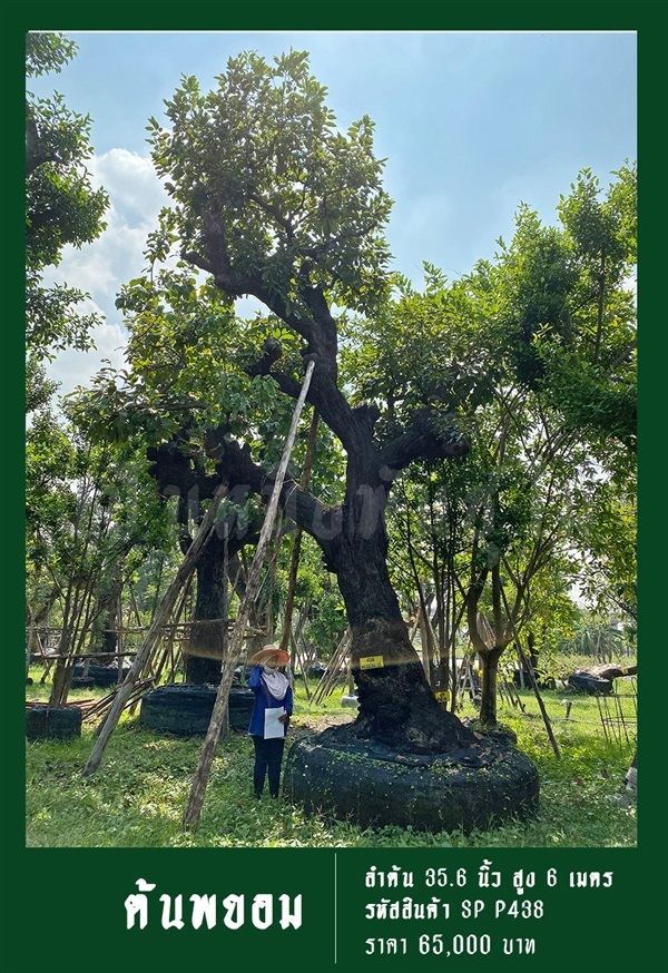ต้นพยอม NO.438 | สวนเป็นหนึ่งพันธุ์ไม้ - วัฒนา กรุงเทพมหานคร