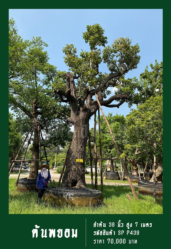 ต้นพยอม NO.439 | สวนเป็นหนึ่งพันธุ์ไม้ - วัฒนา กรุงเทพมหานคร
