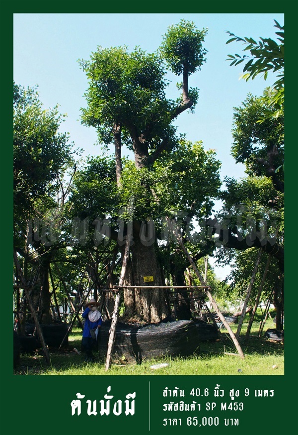 ต้นมั่งมี NO.453 | สวนเป็นหนึ่งพันธุ์ไม้ - วัฒนา กรุงเทพมหานคร