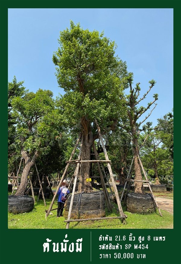 ต้นมั่งมี NO.454 | สวนเป็นหนึ่งพันธุ์ไม้ - วัฒนา กรุงเทพมหานคร