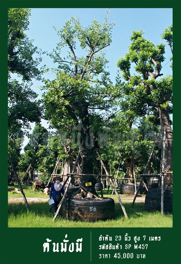 ต้นมั่งมี NO.457 | สวนเป็นหนึ่งพันธุ์ไม้ - วัฒนา กรุงเทพมหานคร