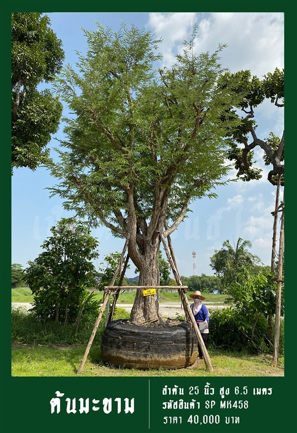 ต้นมะขาม NO.458 | สวนเป็นหนึ่งพันธุ์ไม้ - วัฒนา กรุงเทพมหานคร