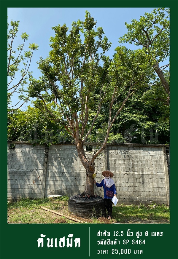 ต้นเสม็ด NO.464 | สวนเป็นหนึ่งพันธุ์ไม้ - วัฒนา กรุงเทพมหานคร