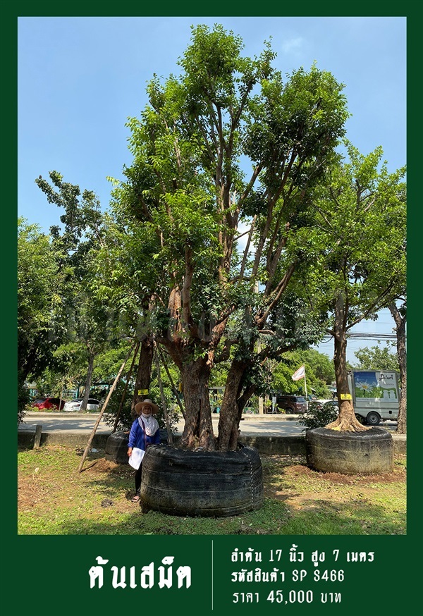 ต้นเสม็ด NO.466 | สวนเป็นหนึ่งพันธุ์ไม้ - วัฒนา กรุงเทพมหานคร