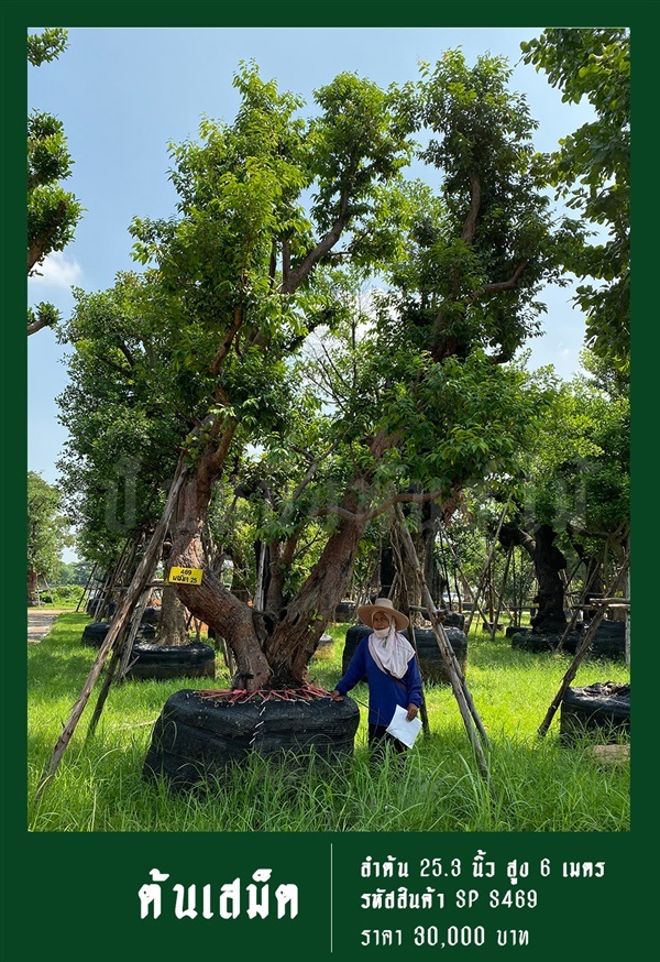 ต้นเสม็ด NO.469 | สวนเป็นหนึ่งพันธุ์ไม้ - วัฒนา กรุงเทพมหานคร