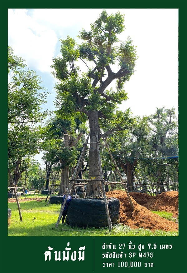 ต้นมั่งมี NO.473 | สวนเป็นหนึ่งพันธุ์ไม้ - วัฒนา กรุงเทพมหานคร