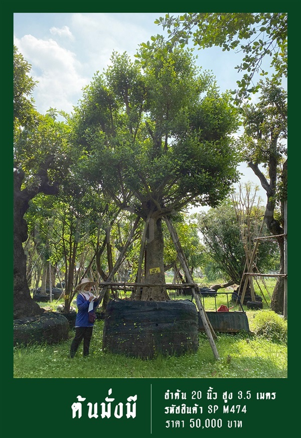 ต้นมั่งมี NO.474 | สวนเป็นหนึ่งพันธุ์ไม้ - วัฒนา กรุงเทพมหานคร