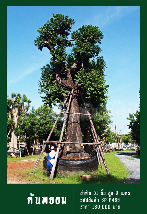 ต้นพยอม NO.483 | สวนเป็นหนึ่งพันธุ์ไม้ - วัฒนา กรุงเทพมหานคร