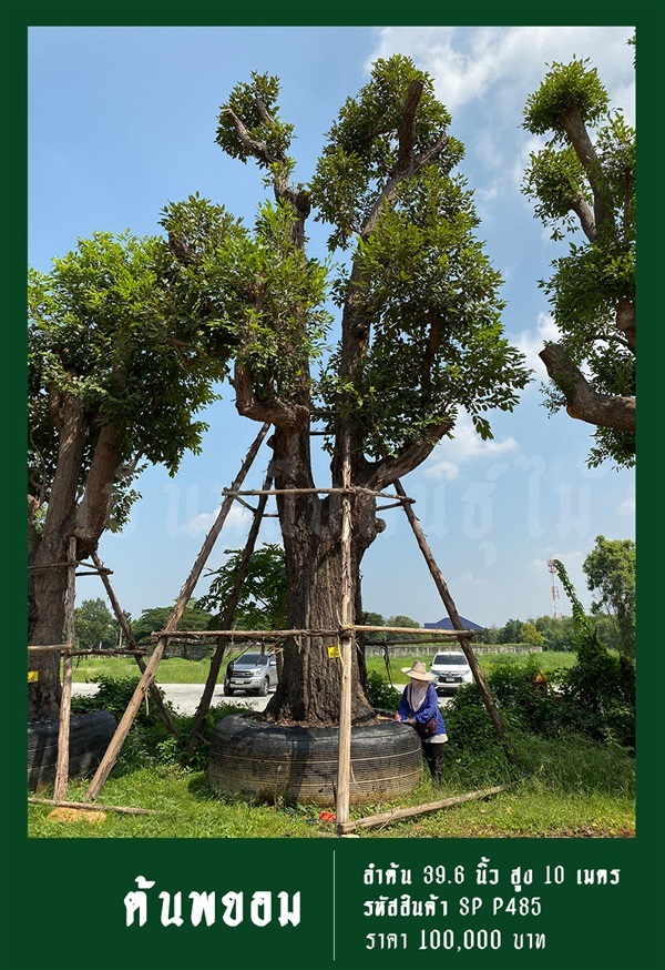 ต้นพยอม NO.485 | สวนเป็นหนึ่งพันธุ์ไม้ - วัฒนา กรุงเทพมหานคร