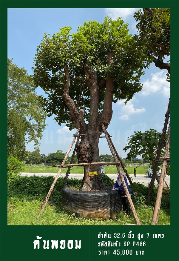 ต้นพยอม NO.486 | สวนเป็นหนึ่งพันธุ์ไม้ - วัฒนา กรุงเทพมหานคร