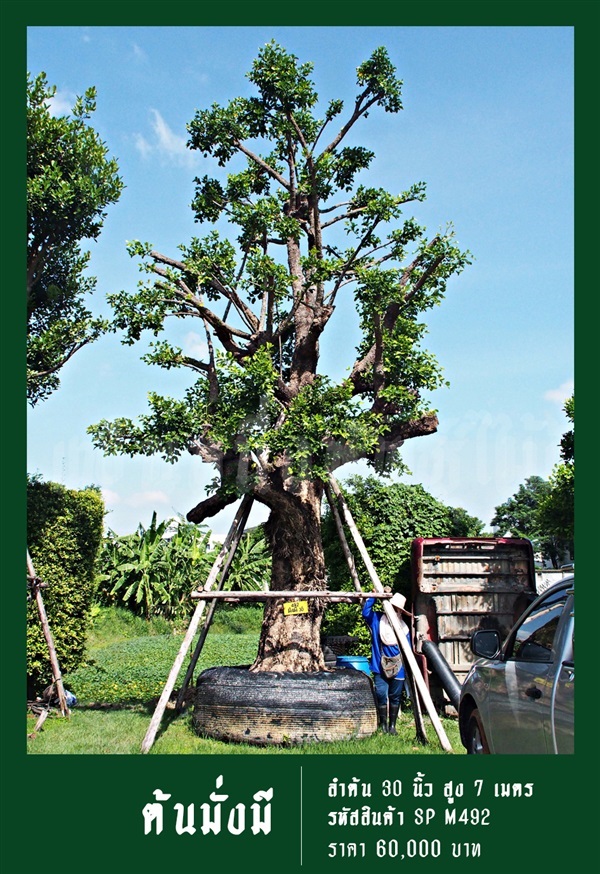 ต้นมั่งมี NO.492 | สวนเป็นหนึ่งพันธุ์ไม้ - วัฒนา กรุงเทพมหานคร